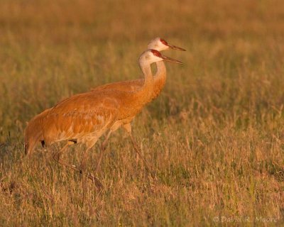 Sandhill Cranes