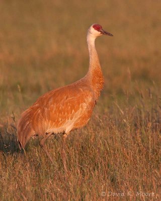 Sandhill Crane