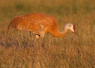 Sandhill Crane