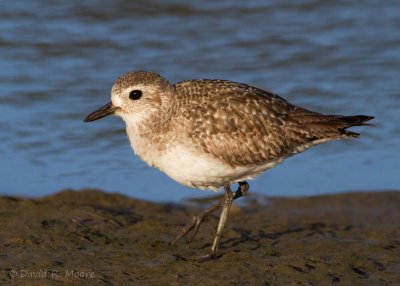 Black-bellied Plover