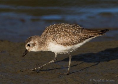 Black-bellied Plover