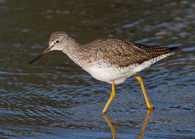 Greater Yellowlegs