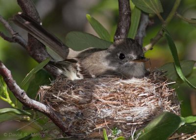 Dusky Flycatcher