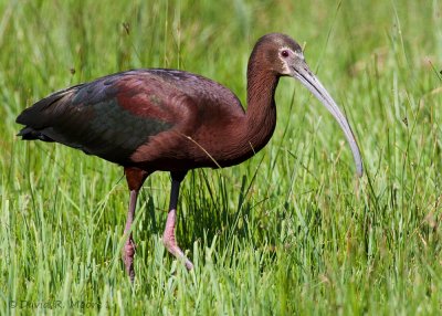 White-faced Ibis