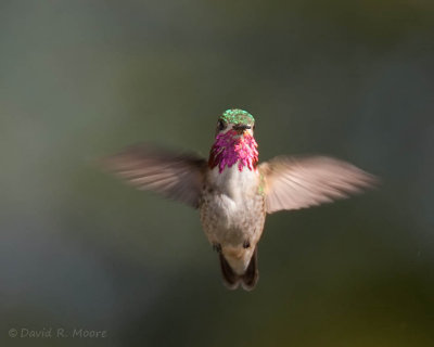 Calliope Hummingbird