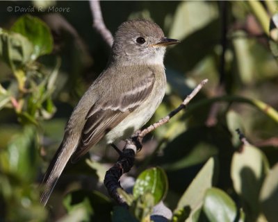 Dusky Flycatcher