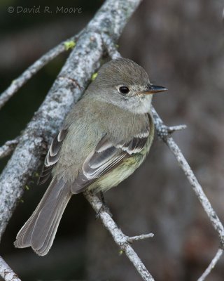 Dusky Flycatcher