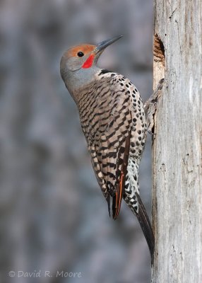 Northern Flicker