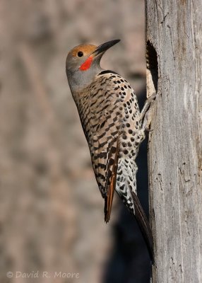 Northern Flicker
