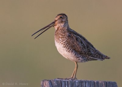 Wilson's Snipe