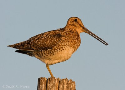Wilson's Snipe