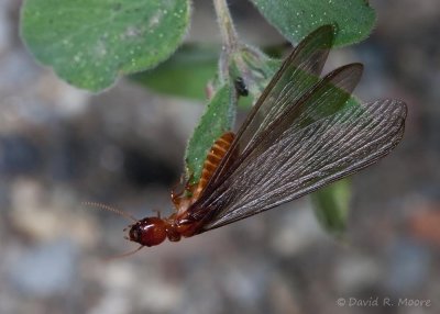 Termite sp.