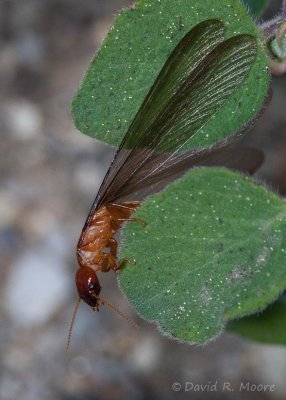 Termite sp.