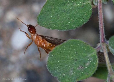 Termite sp.