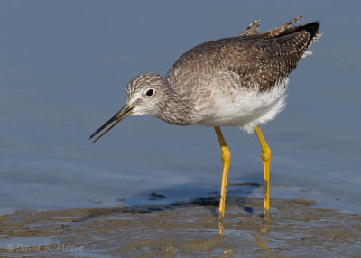 Greater Yellowlegs