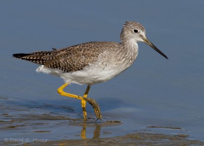 Greater Yellowlegs