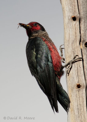Lewis's Woodpecker