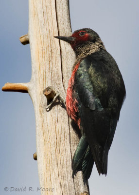 Lewis's Woodpecker
