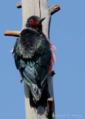 Lewis's Woodpecker