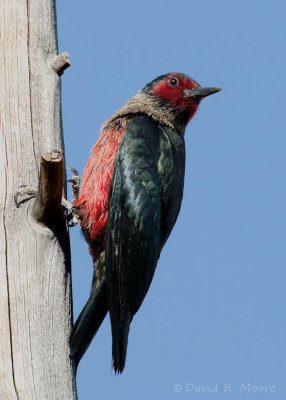 Lewis's Woodpecker