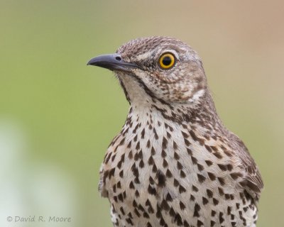 Sage Thrasher