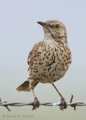 Sage Thrasher
