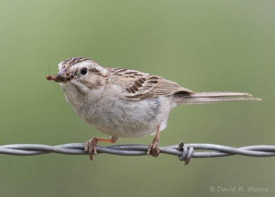 Brewer's Sparrow