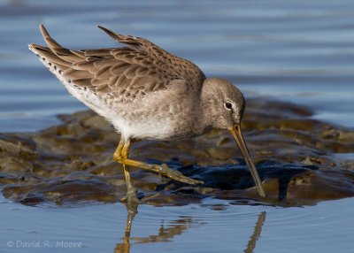 Dowitcher sp.