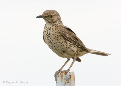 Sage Thrasher