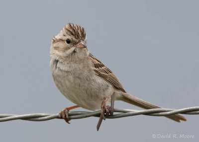 Brewer's Sparrow