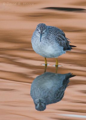 Greater Yellowlegs