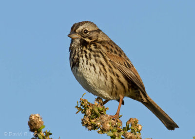 Song Sparrow