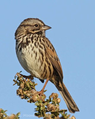 Song Sparrow