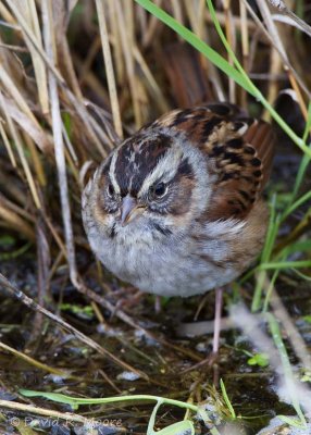 Swamp Sparrow