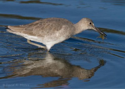 Willet