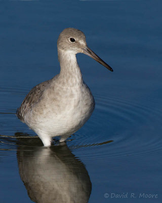 Willet