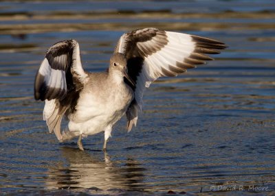 Willet