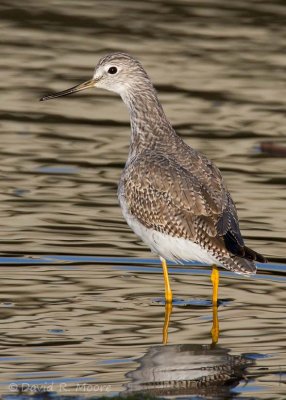 Greater Yellowlegs