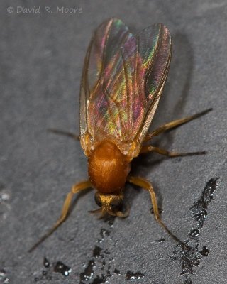 A BITING insect