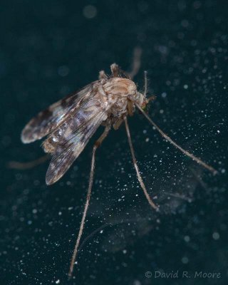 Mosquito sp.