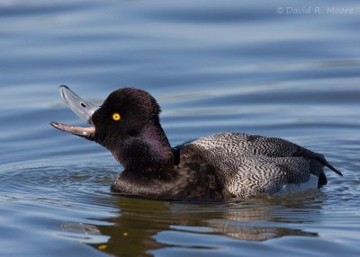 Lesser Scaup