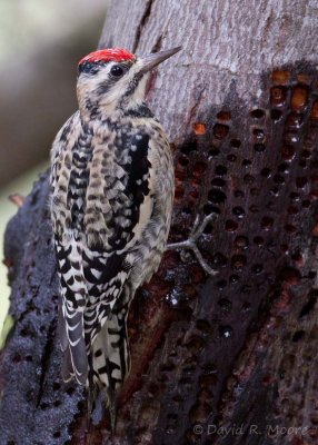 Yellow-bellied Sapsucker