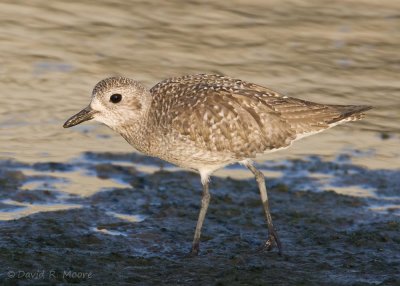 Black-bellied Plover