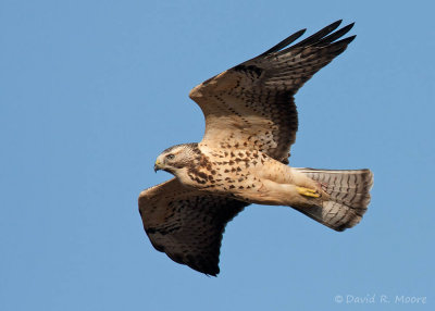 Swainson's Hawk