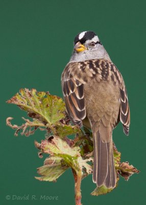 White-crowned Sparrow