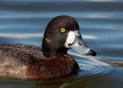 Lesser Scaup, female