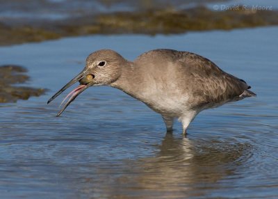 Willet