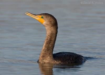 Double-crested Cormorant