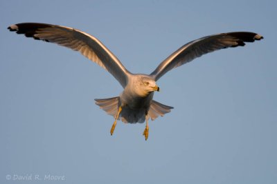 Ring-billed Gull