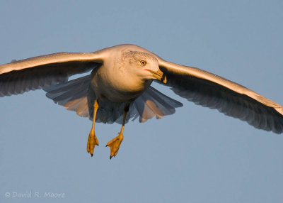 Ring-billed Gull